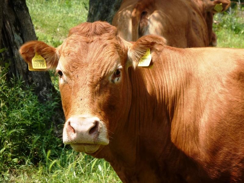 Fattoria Di Camporomano マッサローザ エクステリア 写真